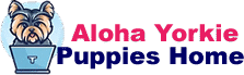 Aloha Yorkie Puppies Home